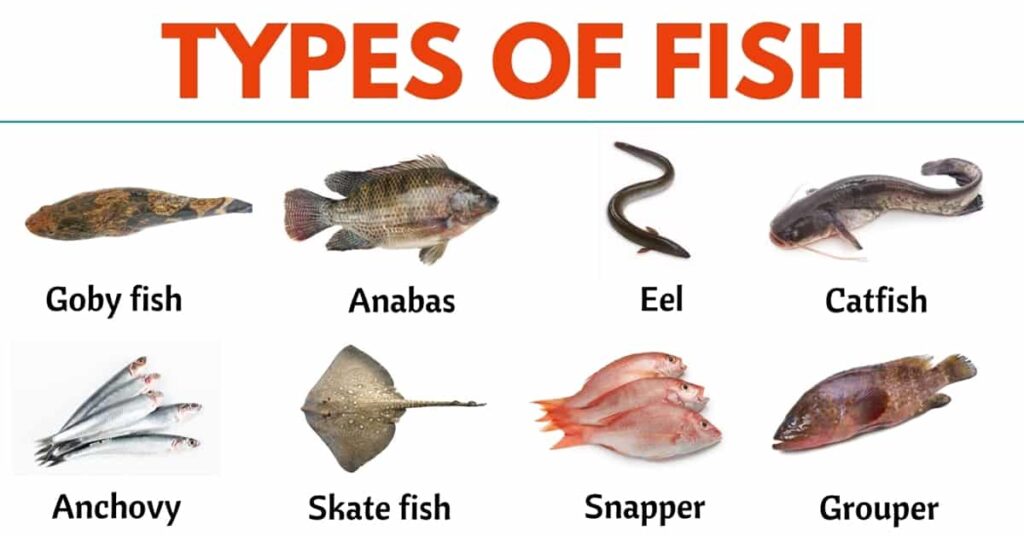 what kind of fish are you