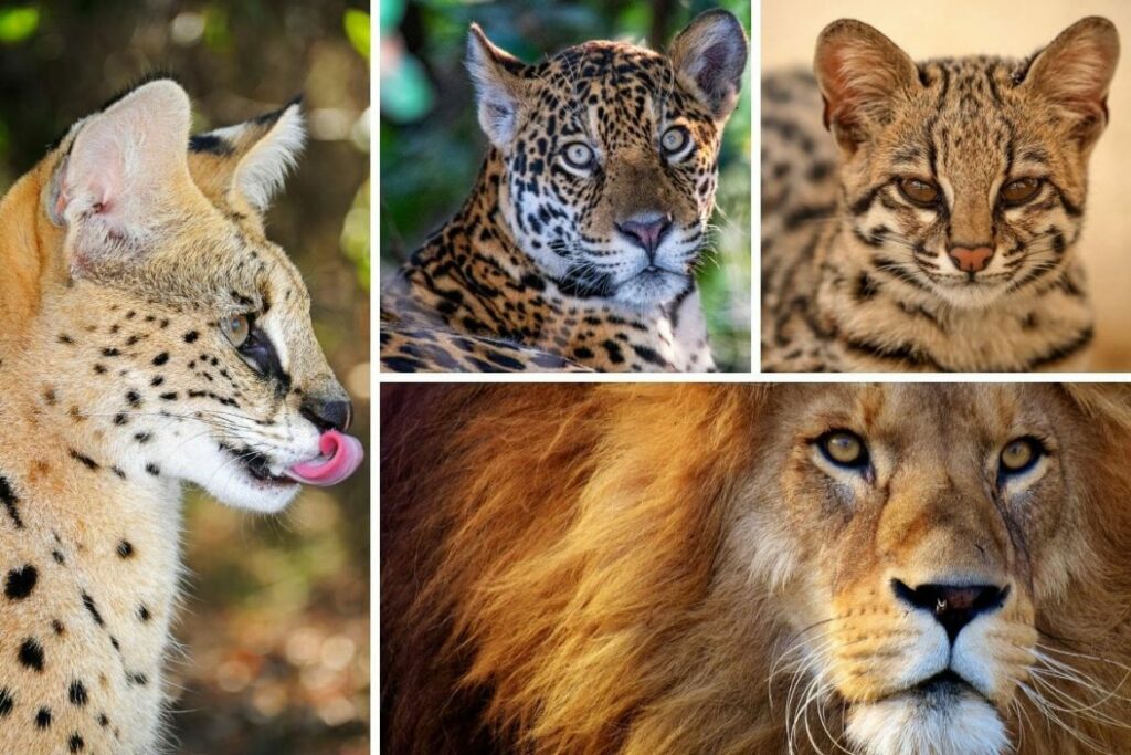 which big cat are you