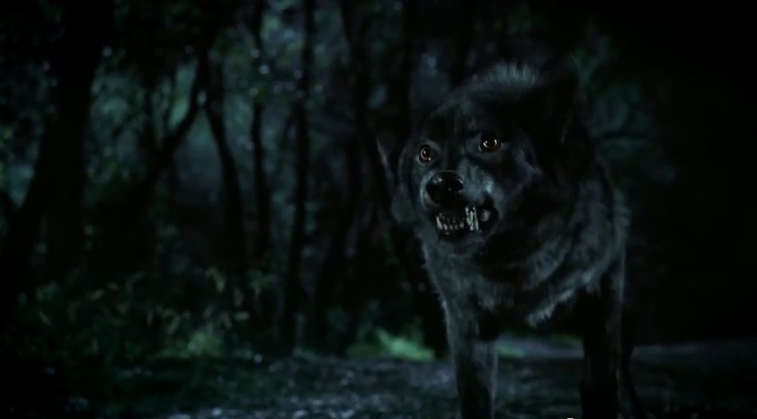 are you a true werewolf quiz