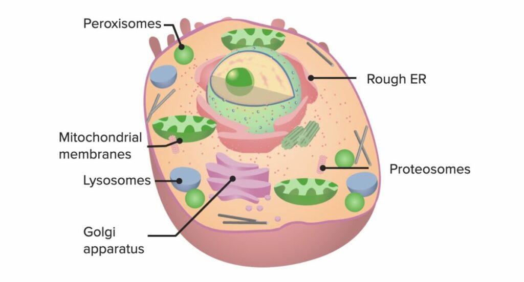 which cell organelle are you