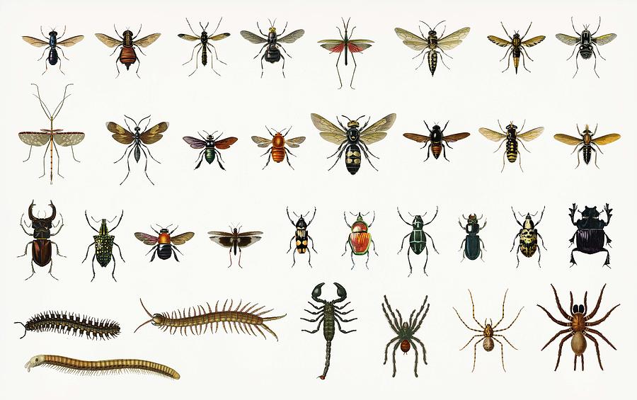 which insect are you