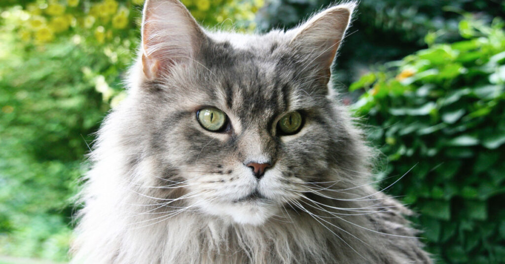 is my cat a maine coon quiz