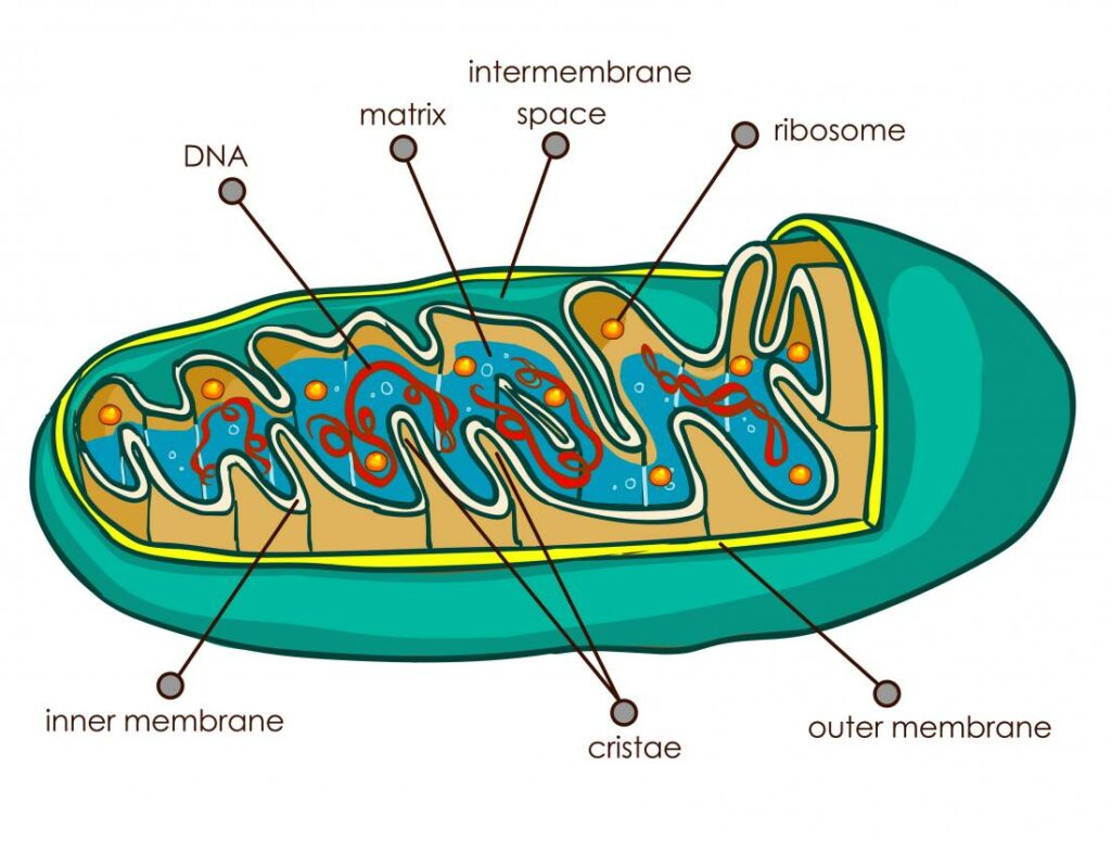 mitochondria quiz