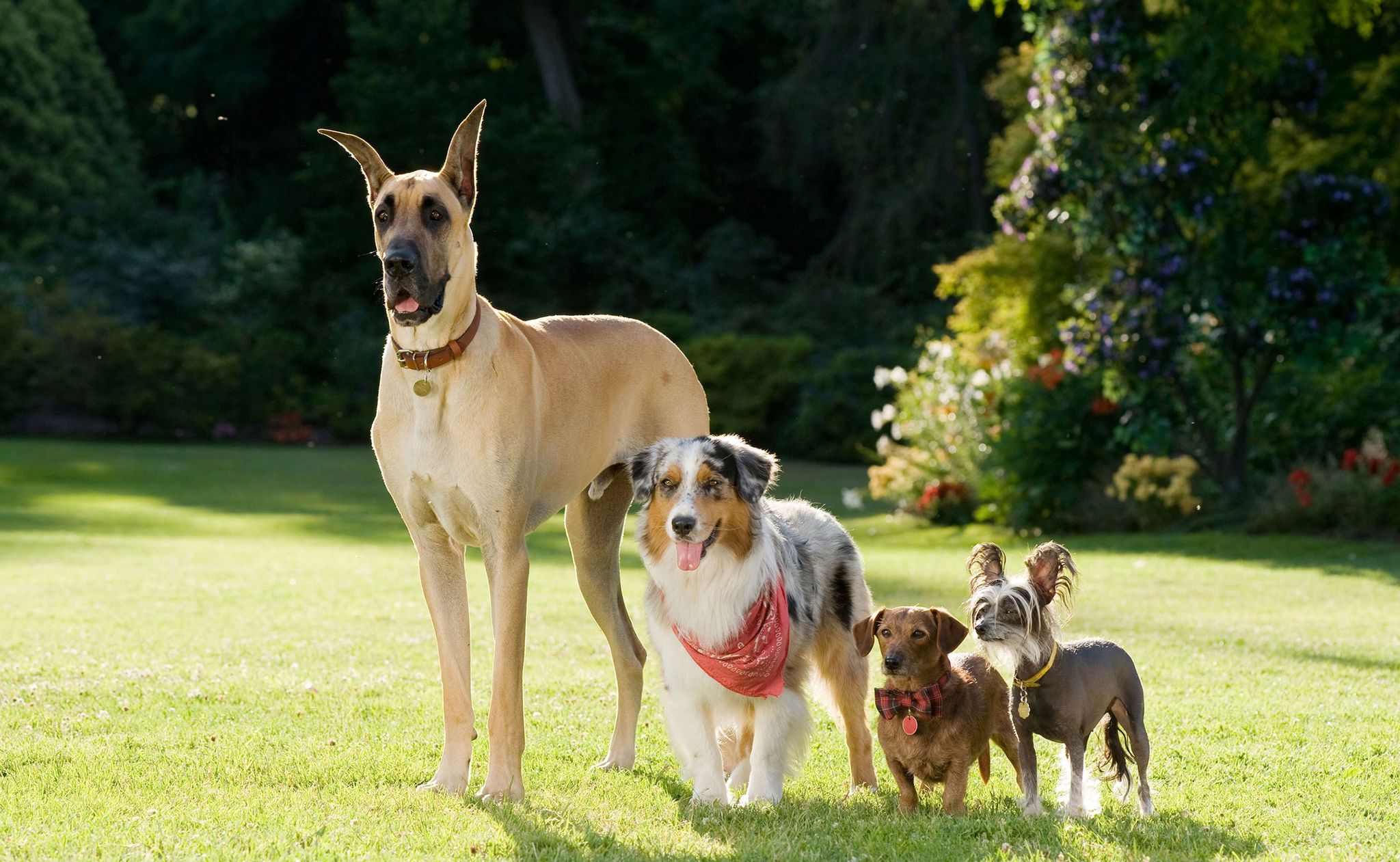 marmaduke quiz
