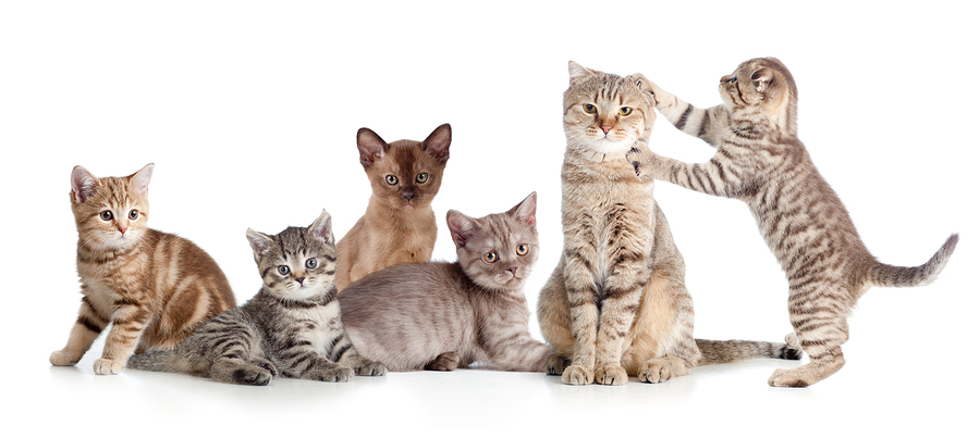 which cat breed are you
