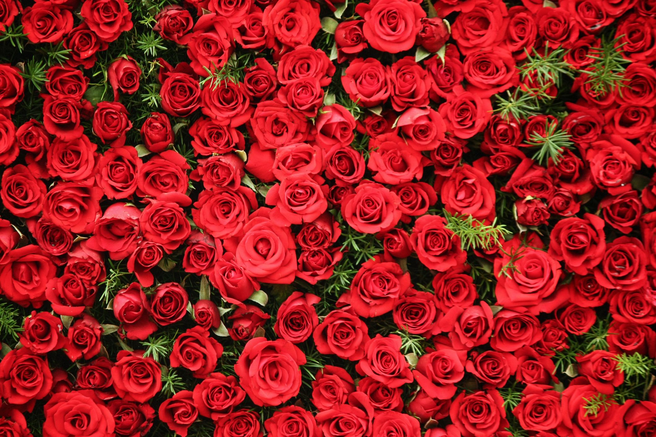 which flower are you